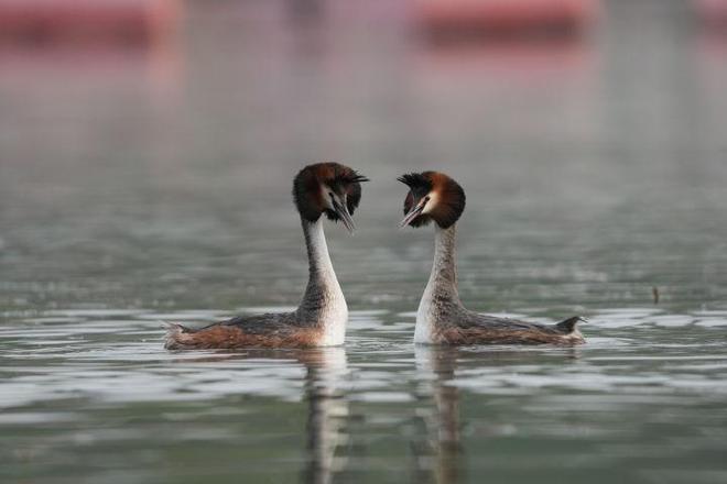 -800mm F63-8 G OSS评测G镜头家族超远新视野 索尼FE 400(图7)